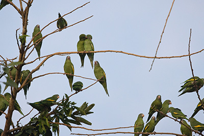 Tiquetes aéreos 