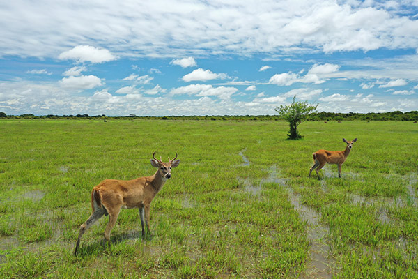 Safari